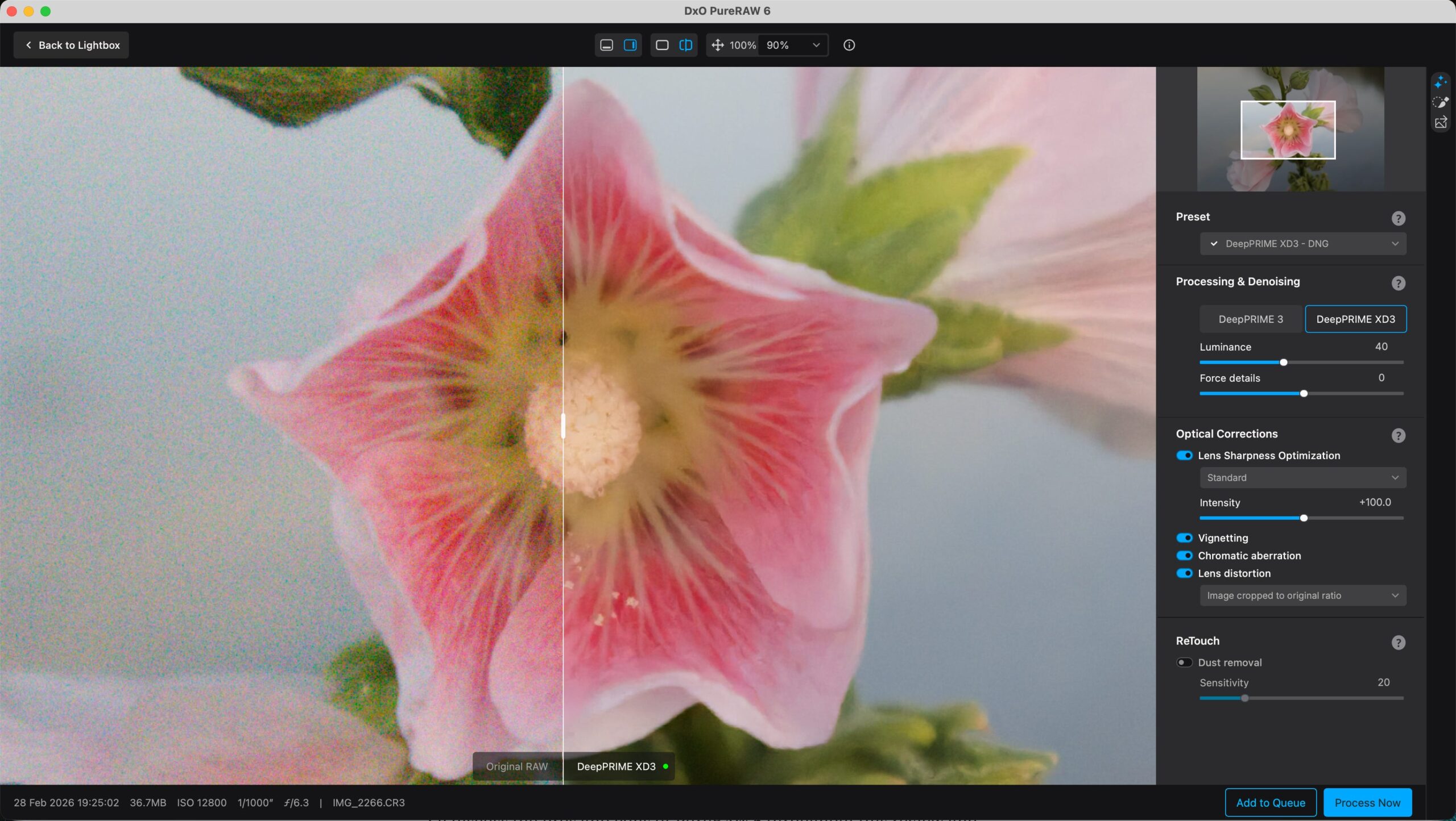 Split view DxO PureRAW 6 на высоком ISO: шумный оригинал цветка и результат DeepPRIME XD3