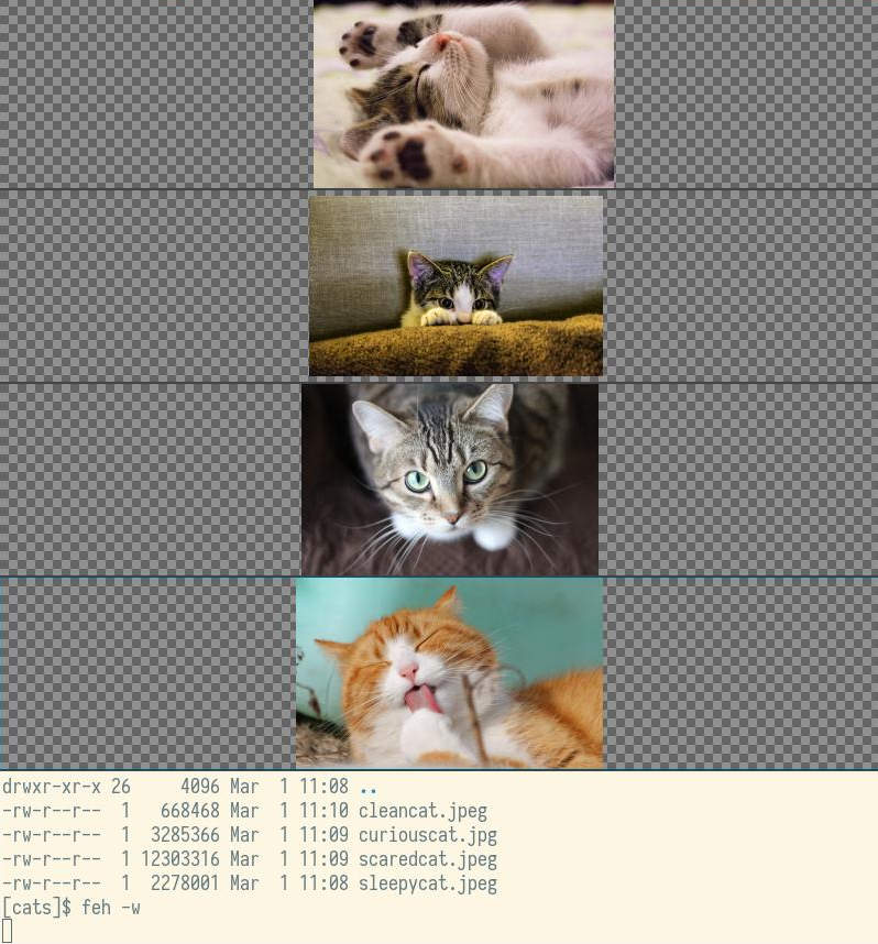 Несколько окон Feh в режиме multiwindow с разными фотографиями