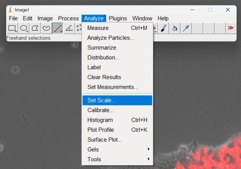 Меню Analyze в ImageJ с выбранной командой Set Scale