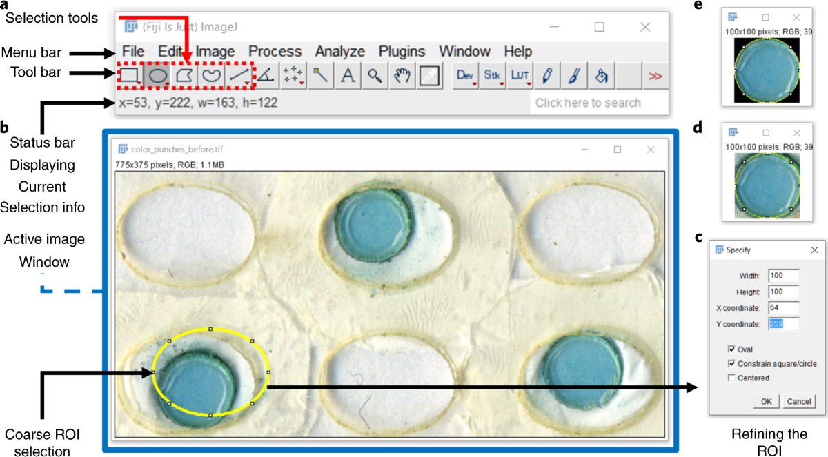 Инструменты выделения ImageJ и пример уточнения овального ROI